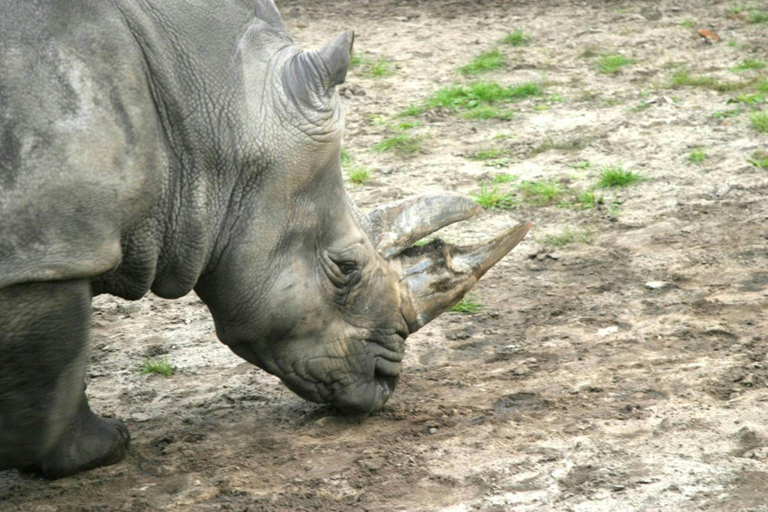 Givskud Zoo har sagt farvel til næsehornet Sophie.