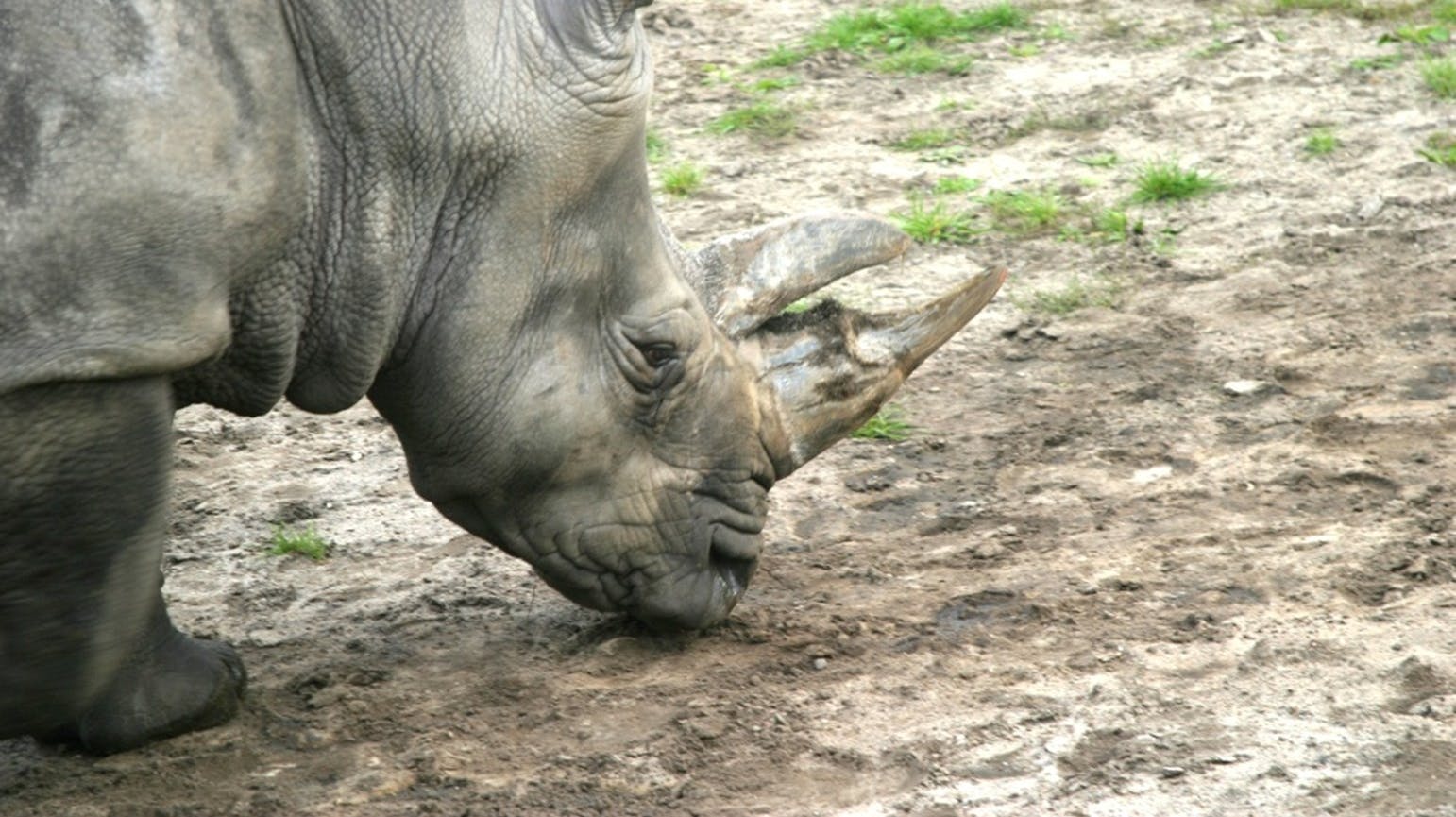 Givskud Zoo har sagt farvel til næsehornet Sophie.