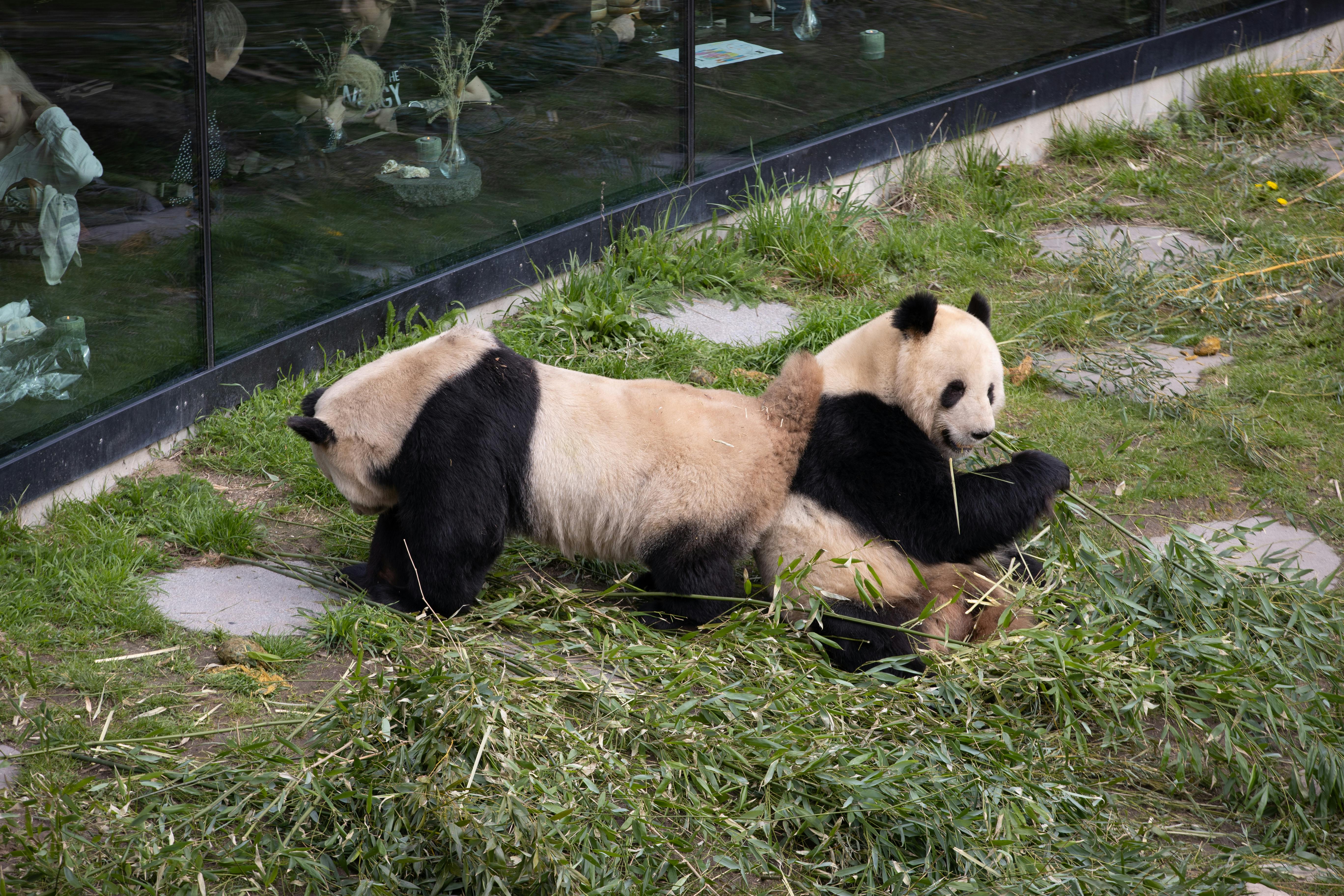 Pandaerne Mao Sun og Xing Er.