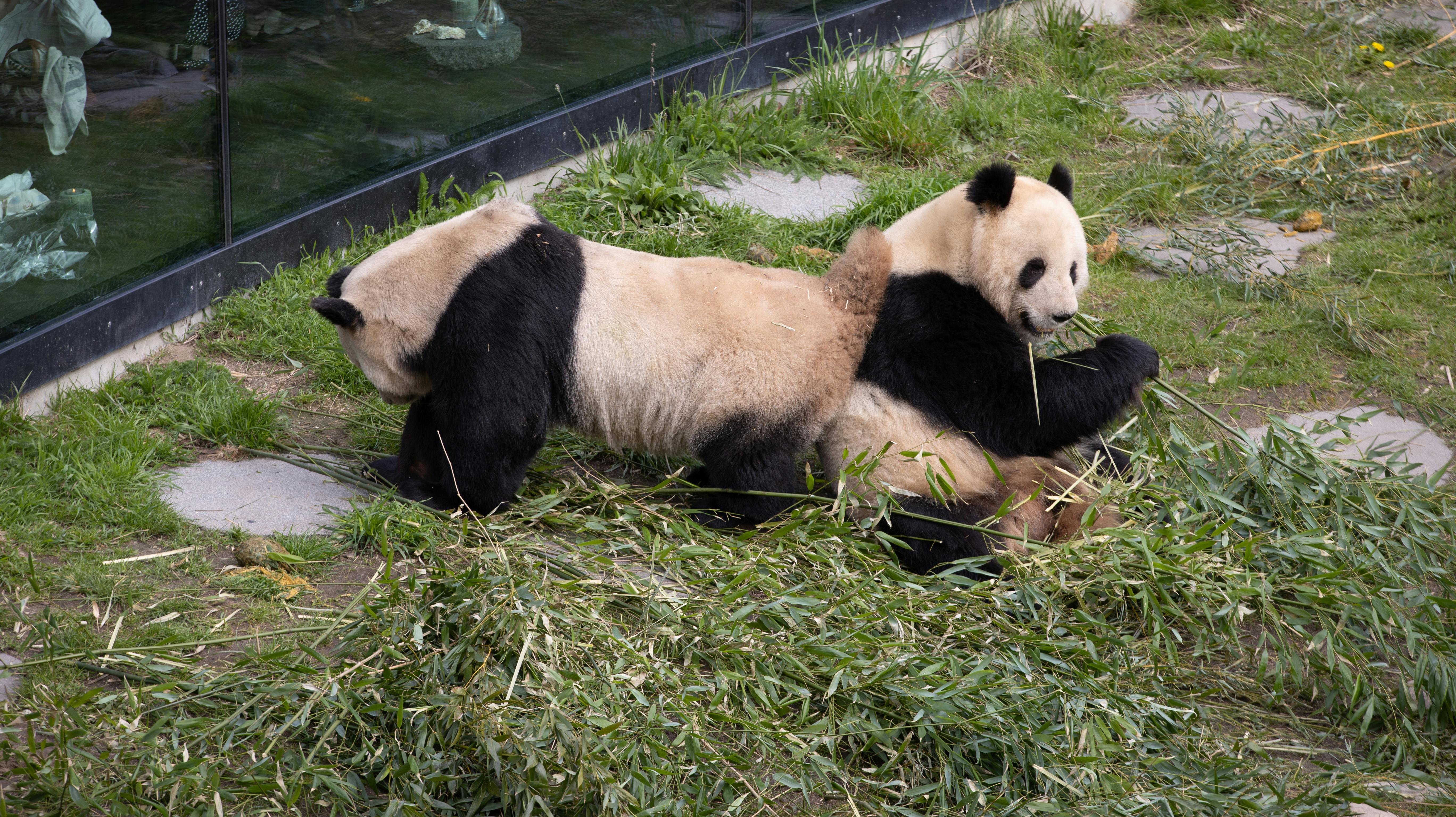 Pandaerne Mao Sun og Xing Er.