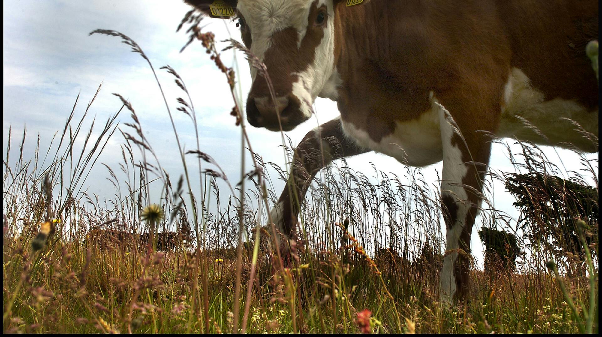 Skovkvæg, der afgræsser arealer i Mols Bjerge