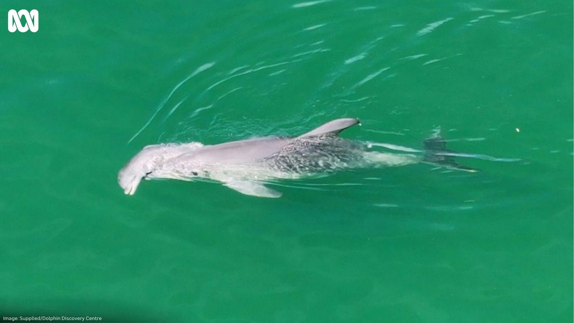 En delfin svømmede tidligere på måneden rundt med sin døde unge i den såkaldte Koombana Bay i det vestlige Australien