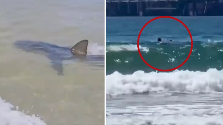 Mandag blev en badende på uhyggelig vis angrebet af en haj i vandet ud for Hadera, Israel. Det er endnu ikke lykkedes at finde manden, som frygtes omkommet