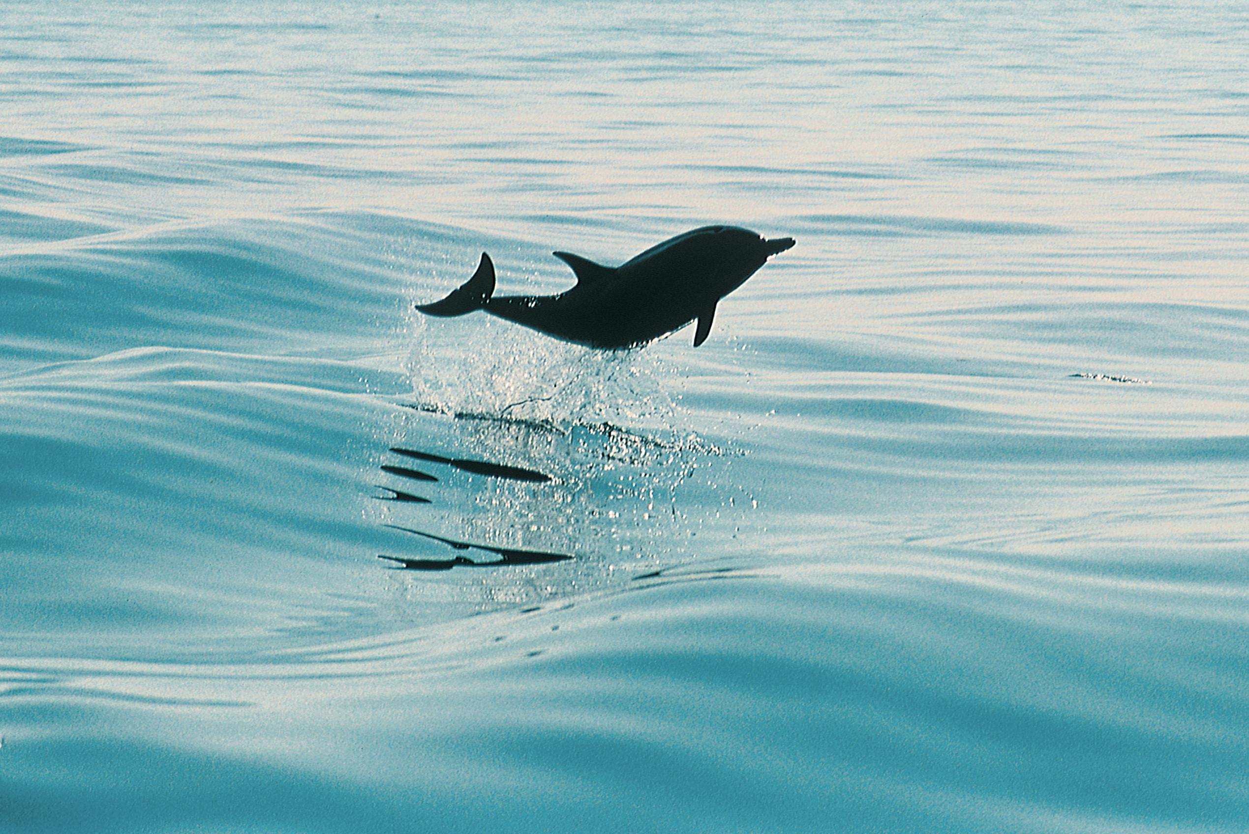 DELFIN