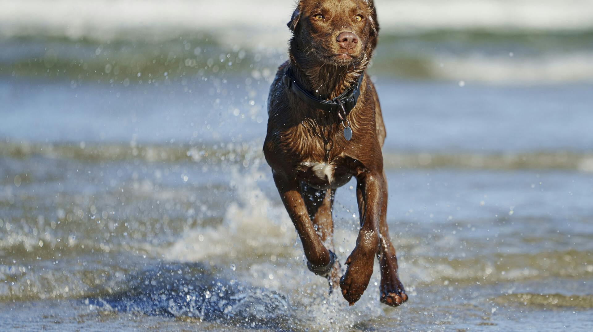 En hund løber løs på stranden ved Hornbæk Strand, onsdag den 2. oktober 2024. Fra 1. oktober må hunde igen løbe løs på de danske kyster. Hunden skal dog altid være under kontrol, når man færdes med den uden snor.. (Foto: Liselotte Sabroe/Ritzau Scanpix)