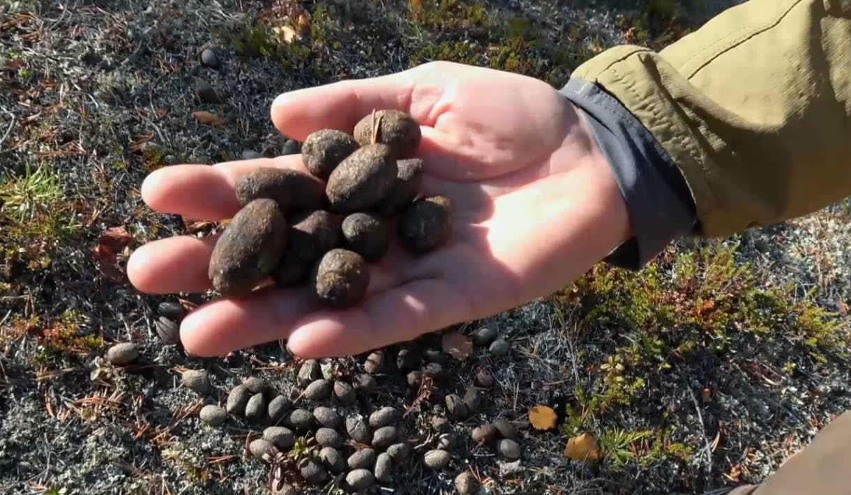 Vildmarksrosiner er blot et andet ord for lort, understreger Kristian Jersing, som ikke vil anbefale, at man gør ham kunsten efter.