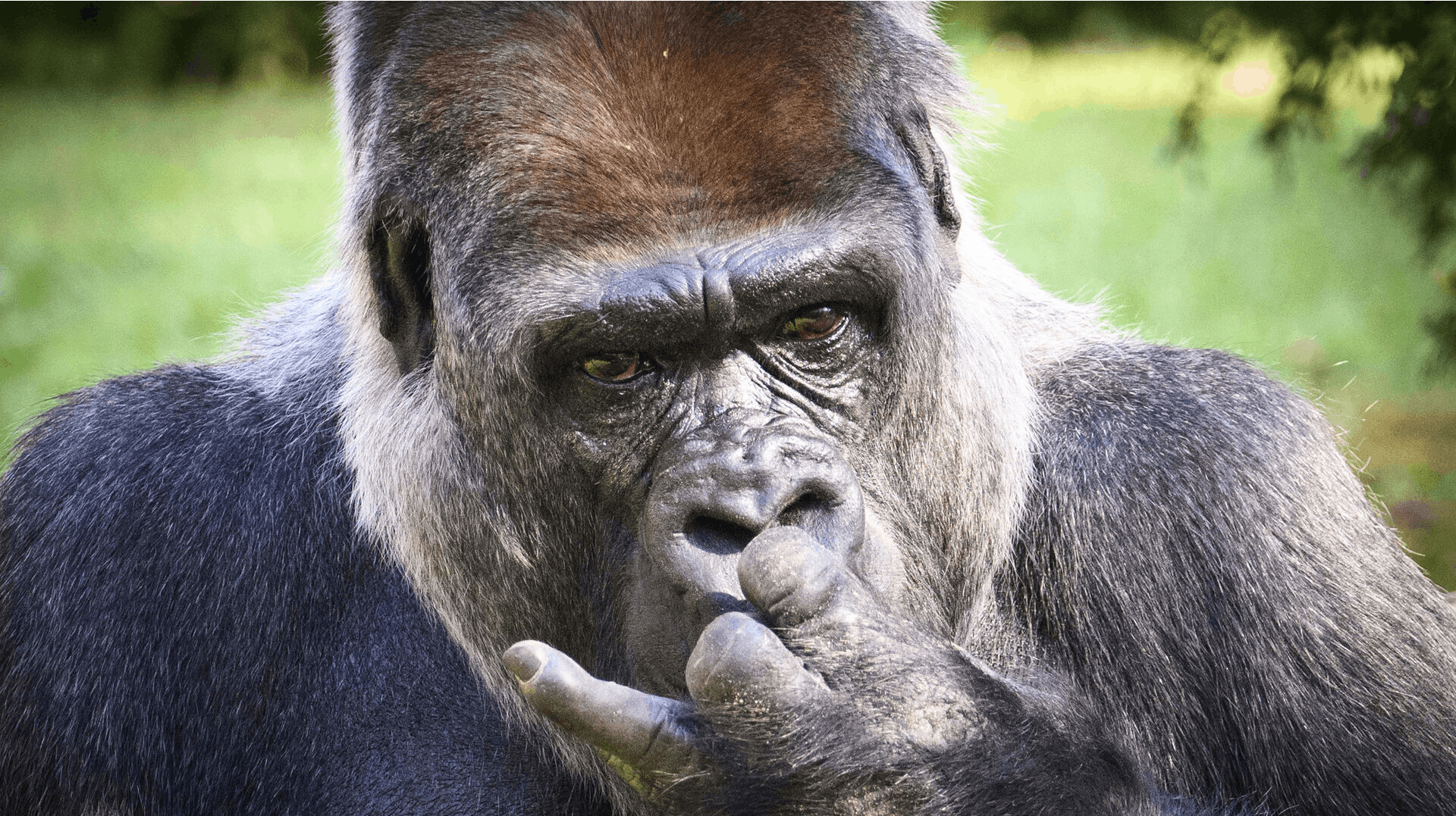 En gorilla vil kunne hive arme og ben af et menneske, men kan få svært ved at vinde i en slåskamp over 100 mænd, vurderer zoolog.