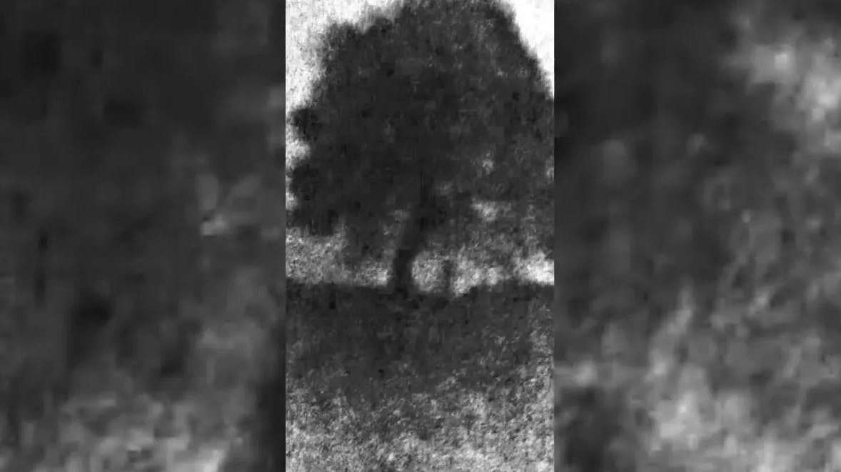 To mænd risikerer 10 års fængsel, efter de i september 2023 fældede det ikoniske Sycamore Gap-træ i England. Denne video viser tilsyneladende øjeblikket, hvor træet bliver fældet. 