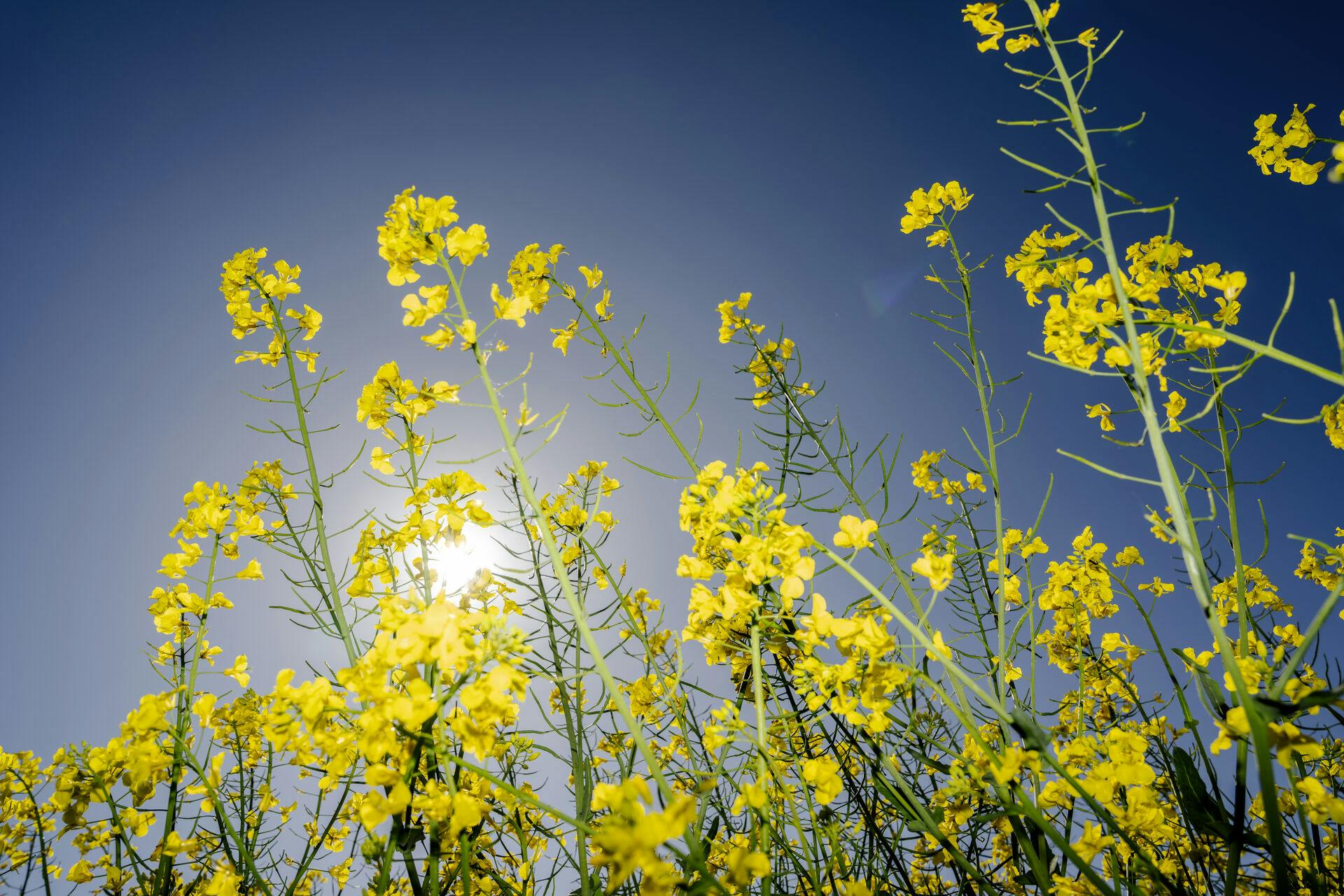 Rapeseed field between Ringsted and Roskilde in Midtsjælland, Thursday, May 15, 2025. (Photo: Mads Claus Rasmussen/Ritzau Scanpix)