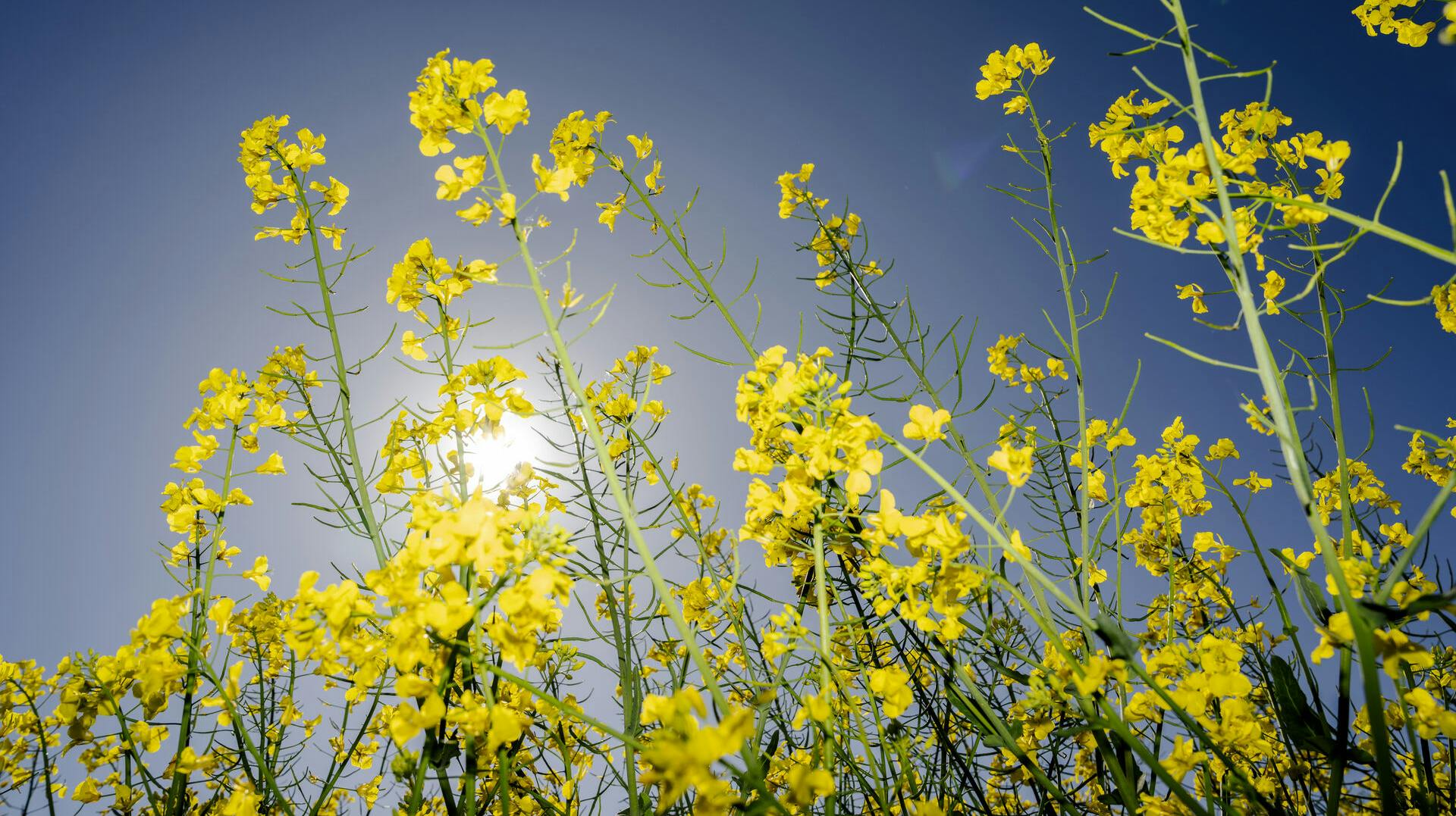 Rapeseed field between Ringsted and Roskilde in Midtsjælland, Thursday, May 15, 2025. (Photo: Mads Claus Rasmussen/Ritzau Scanpix)