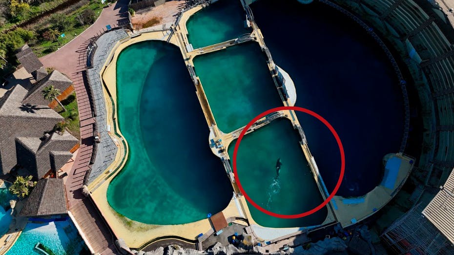 To spækhuggere – og flere delfiner – svømmer hvileløse rundt i små bassiner i en fransk forlystelsespark, der blev permanent lukket i begyndelsen af året