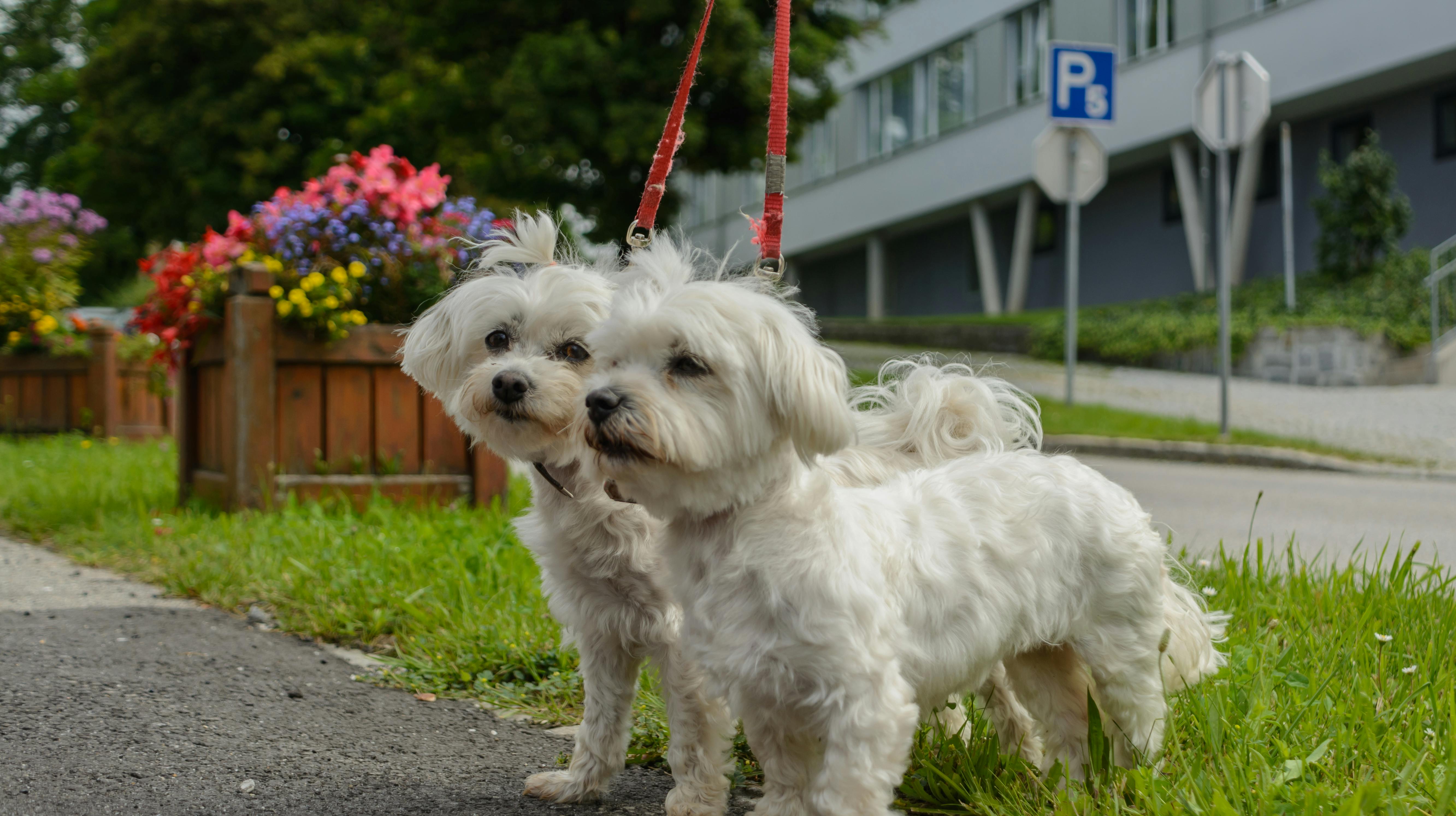 zwei Malteser-Hunde werden an der Hundeleine ausgeführt