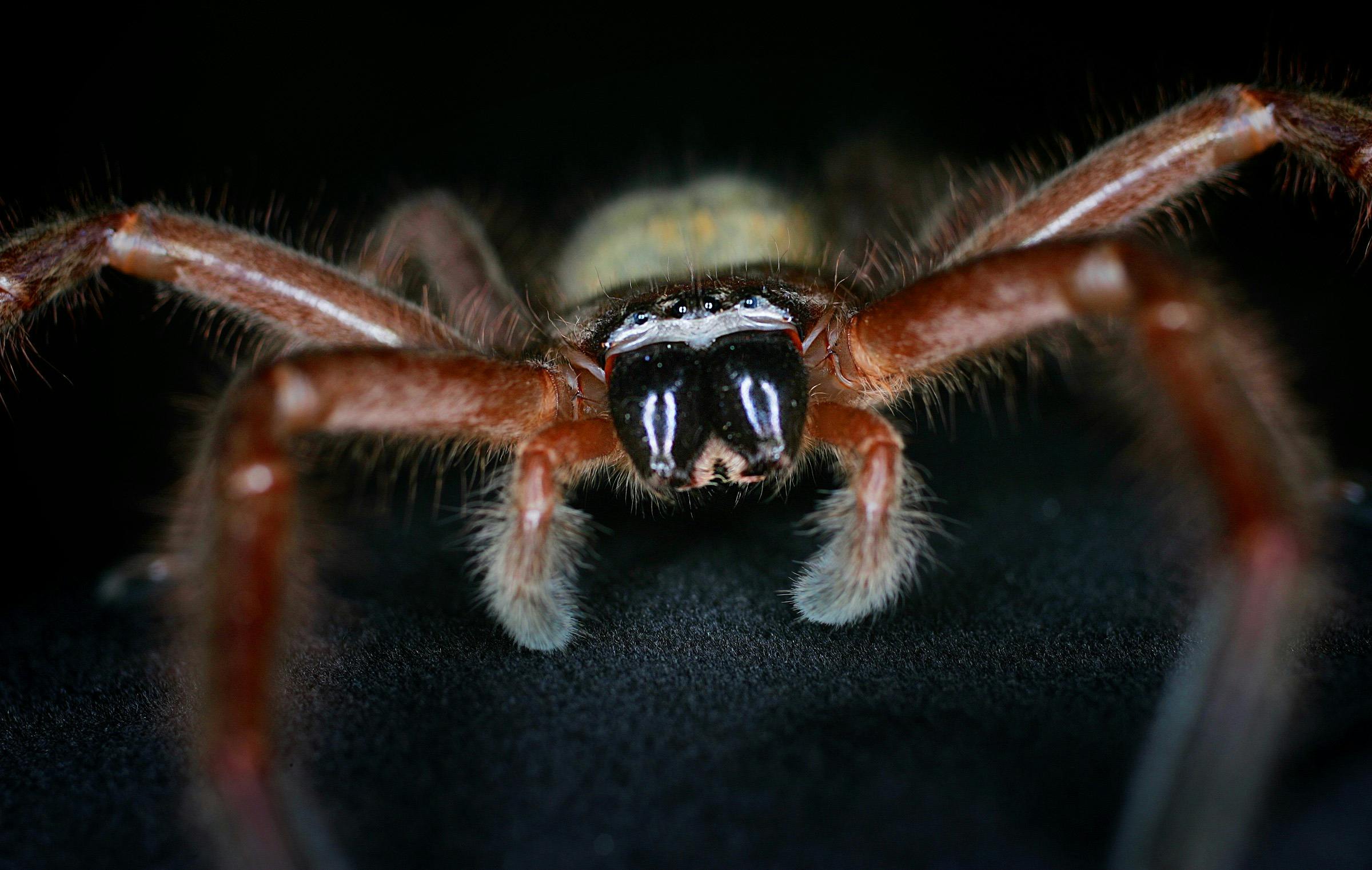 En lille huntsman spider, som den der aflagde grev Nikolais køkken et visit for nylig.