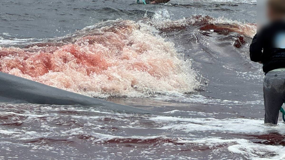 Det er dette syn, som kongeparret blev sparet for, selvom de altså var ganske tæt på i går.