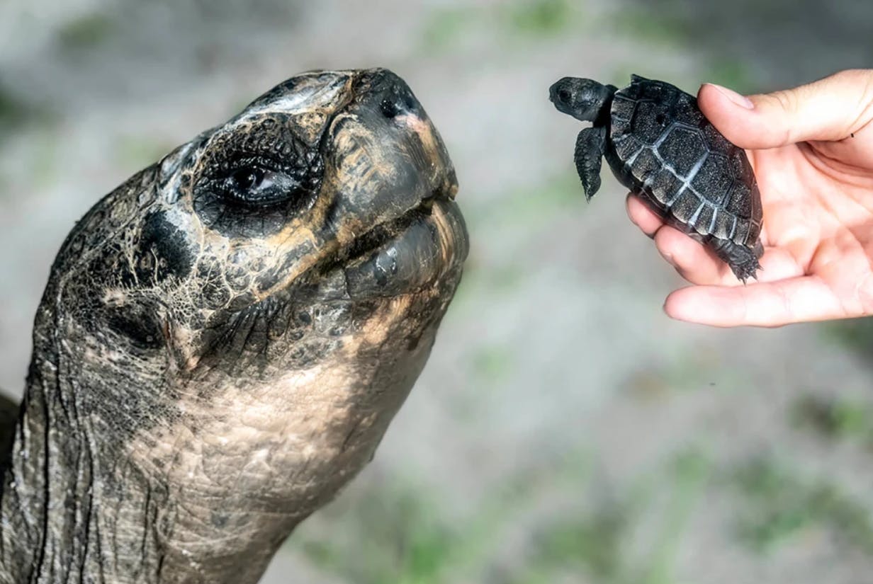 En 135 år gammel skildpadde blev tidligere på måneden far – for allerførste gang vel at mærke!