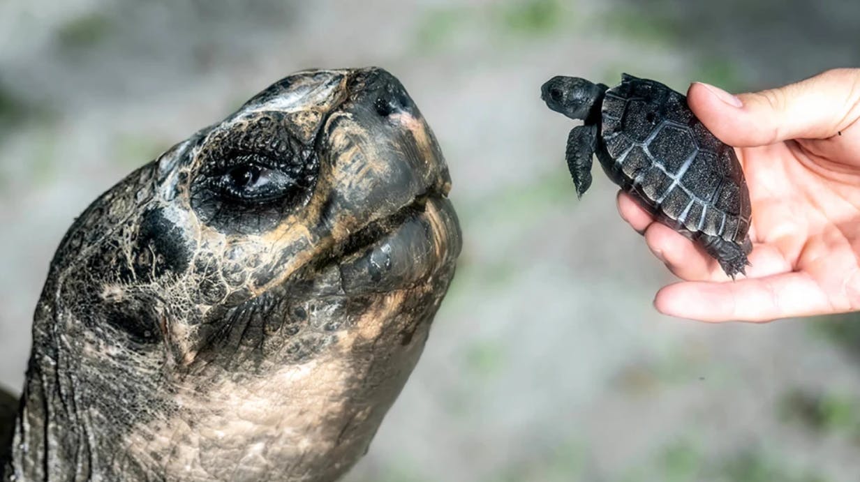 En 135 år gammel skildpadde blev tidligere på måneden far – for allerførste gang vel at mærke!