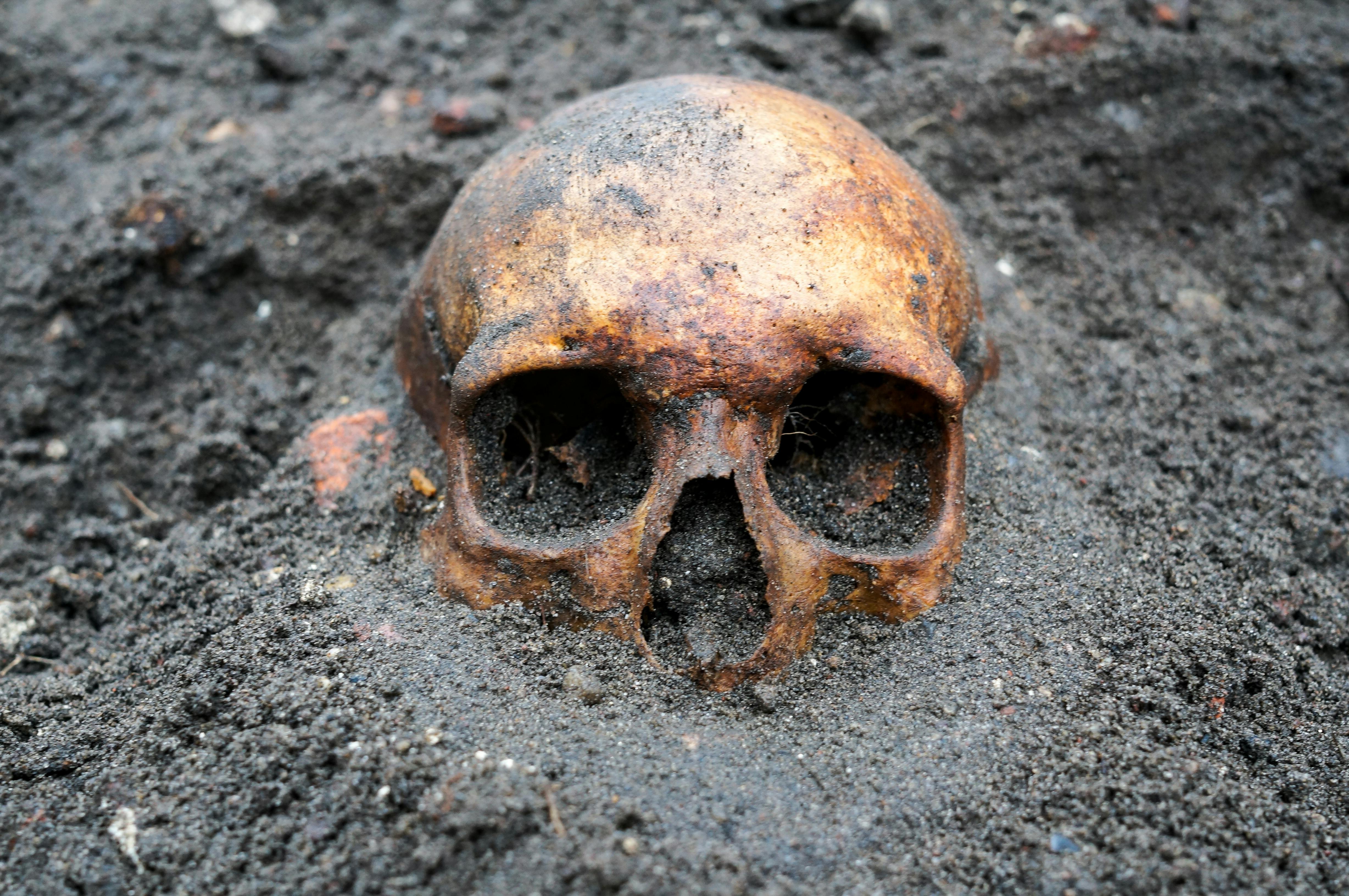 Skelettet på billedet her er ikke det omtalte skelet. Det er bare for at illustrere. Du kan se det rigtige skelet i bunden af artiklen.
