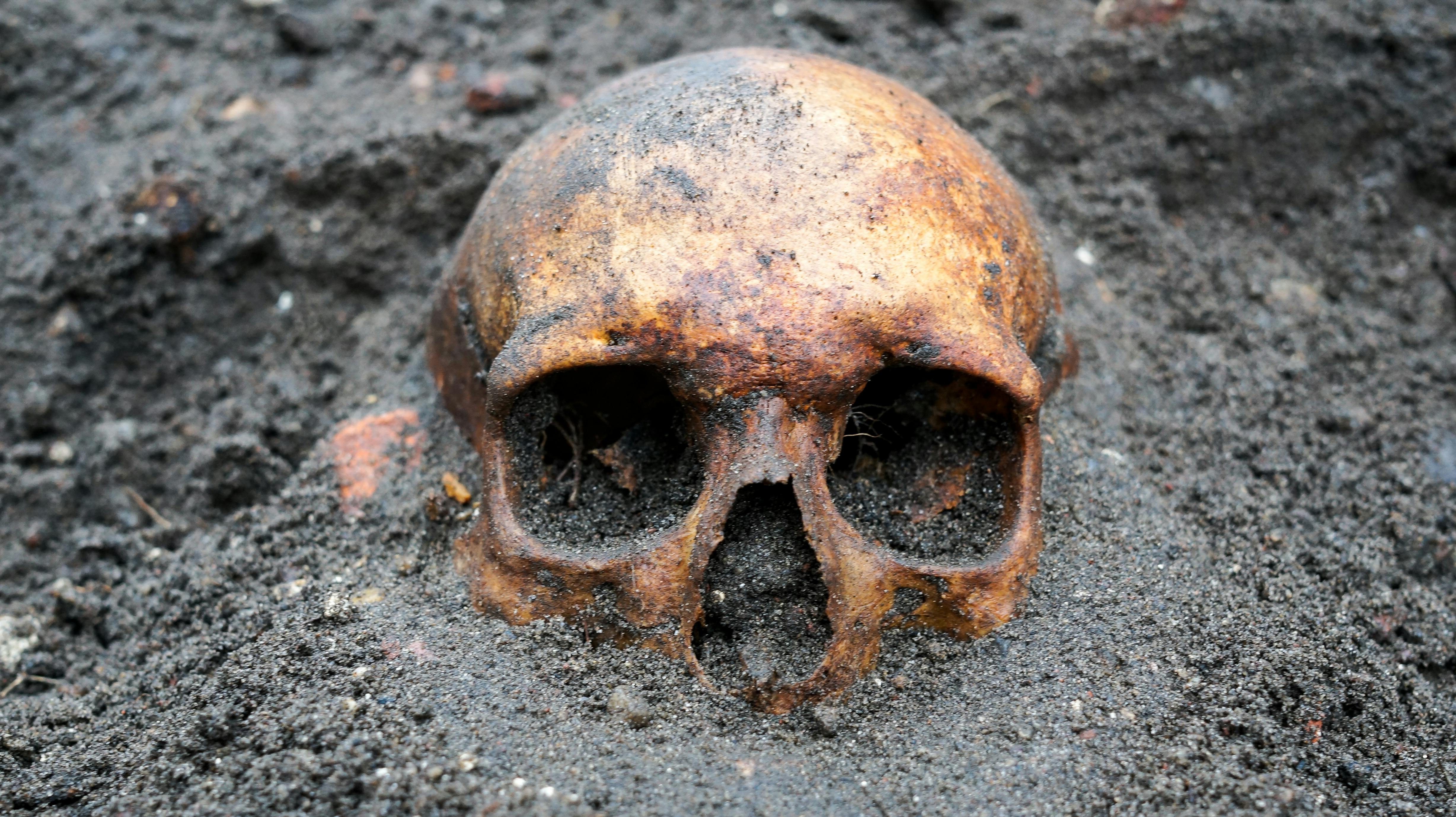 Skelettet på billedet her er ikke det omtalte skelet. Det er bare for at illustrere. Du kan se det rigtige skelet i bunden af artiklen.