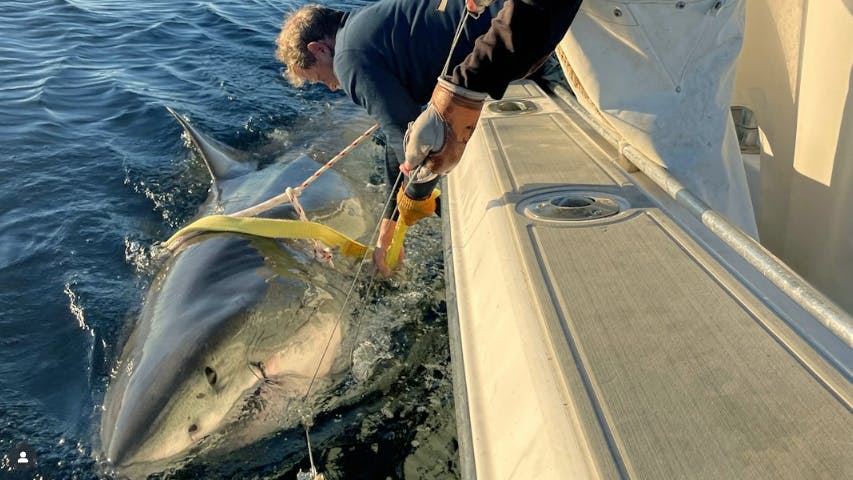 Det er lykkedes havbiologer OCEARCH at tagge, hvad de kalder ”verdens største hvidhaj”. Og i skrivende stund svømmer den frygtede fisk Contender rundt ud for USA's østkyst