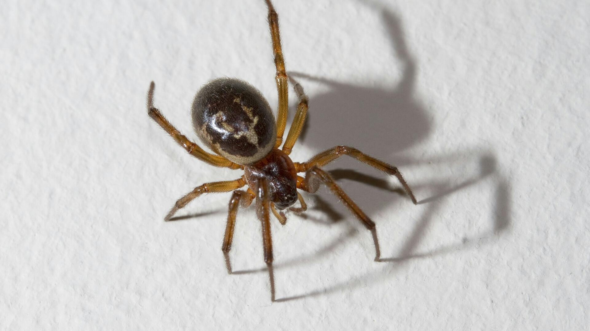 Sådan ser den falske enke ud.