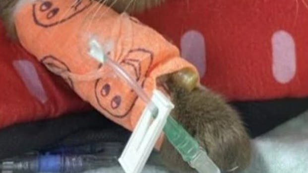 Ved et rent mirakel overlevede lille Pablo en 55 minutter lang tur i vaskemaskinen. 