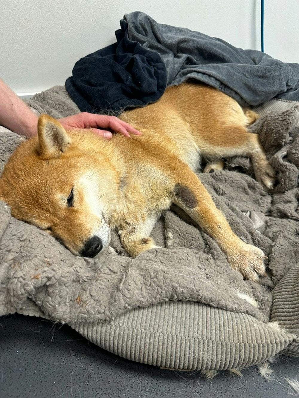 Stakkels Nala nåede formentlig at sidde i ti centimeters vand i fire dage, før hun blev fundet. Det var desværre for længe, og familien har nu taget afsked med deres elskede hund.