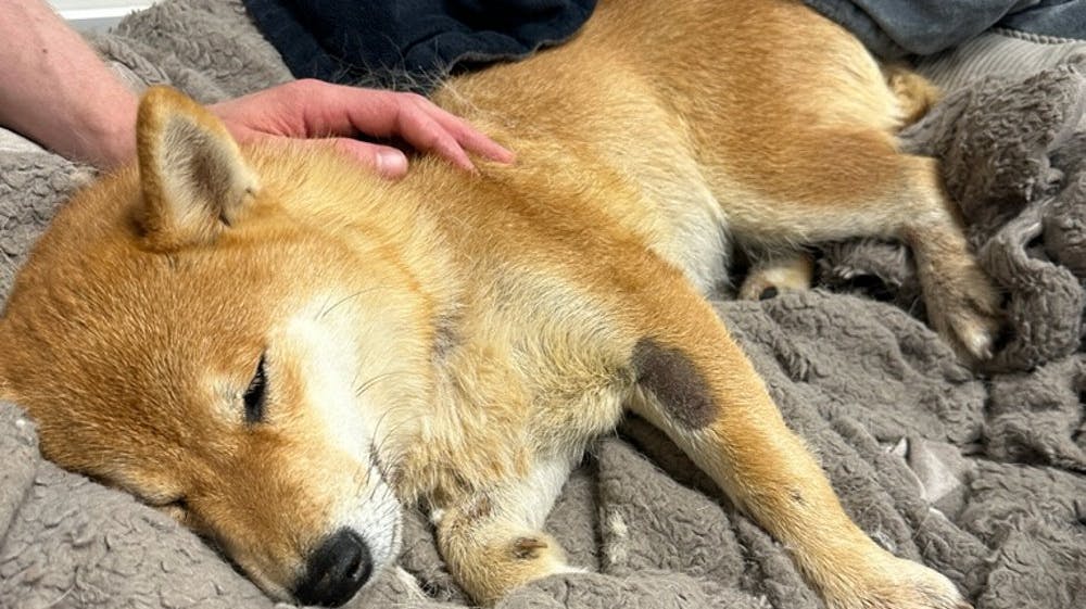 Stakkels Nala nåede formentlig at sidde i ti centimeters vand i fire dage, før hun blev fundet. Det var desværre for længe, og familien har nu taget afsked med deres elskede hund.