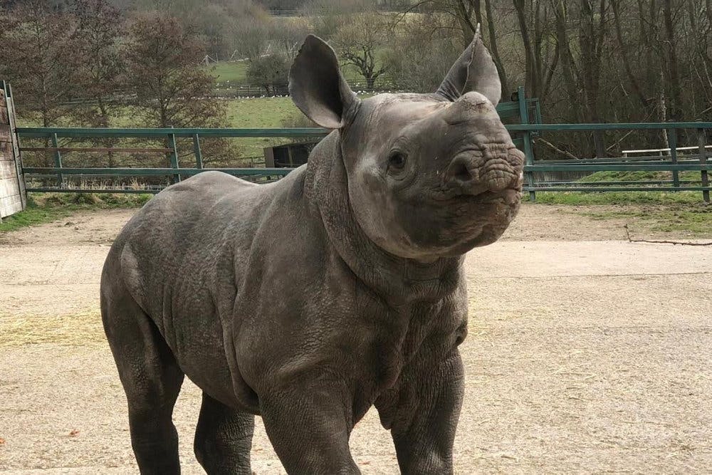Næsehornet Mlimba er vokset op i en zoologisk have i Storbritannien sammen med sin mor. Nu rykker hun til Ebeltoft i Danmark.&nbsp;&nbsp;
