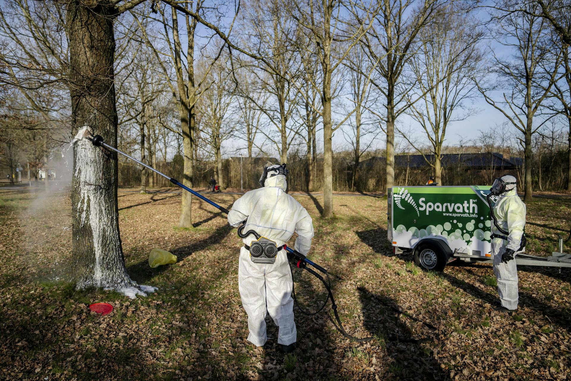 Her bliver 850 reder med allergifremkaldende larver af egeprocessionsspinder fjernet med blandt andet varmt skum i Odense. Larverne har lange, sølvgrå giftige fimrehår, som kan fremkalde allergiske reaktioner, alvorlig sygdom og i værste tilfælde død.