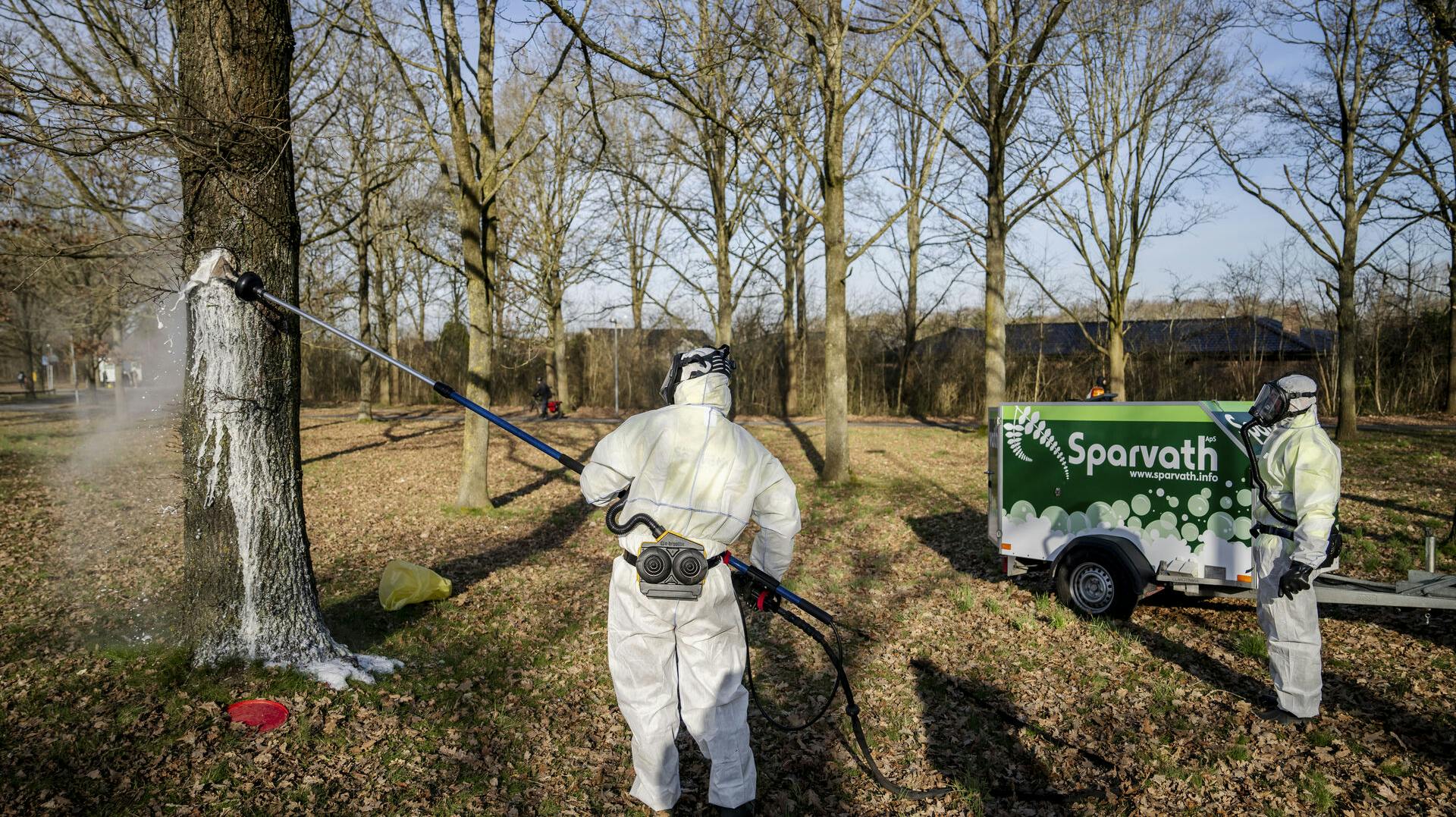 Her bliver 850 reder med allergifremkaldende larver af egeprocessionsspinder fjernet med blandt andet varmt skum i Odense. Larverne har lange, sølvgrå giftige fimrehår, som kan fremkalde allergiske reaktioner, alvorlig sygdom og i værste tilfælde død.