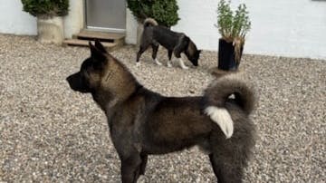 De to hunde mangler deres ejere. De blev fundet natten til mandag i et kryds i Odense.