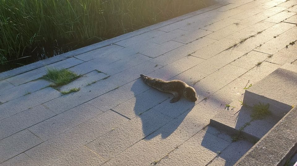 Sådan lå sælen ved Susåen i Næstved inden, den blev aflivet på grund af underernæring og sygdomstegn.