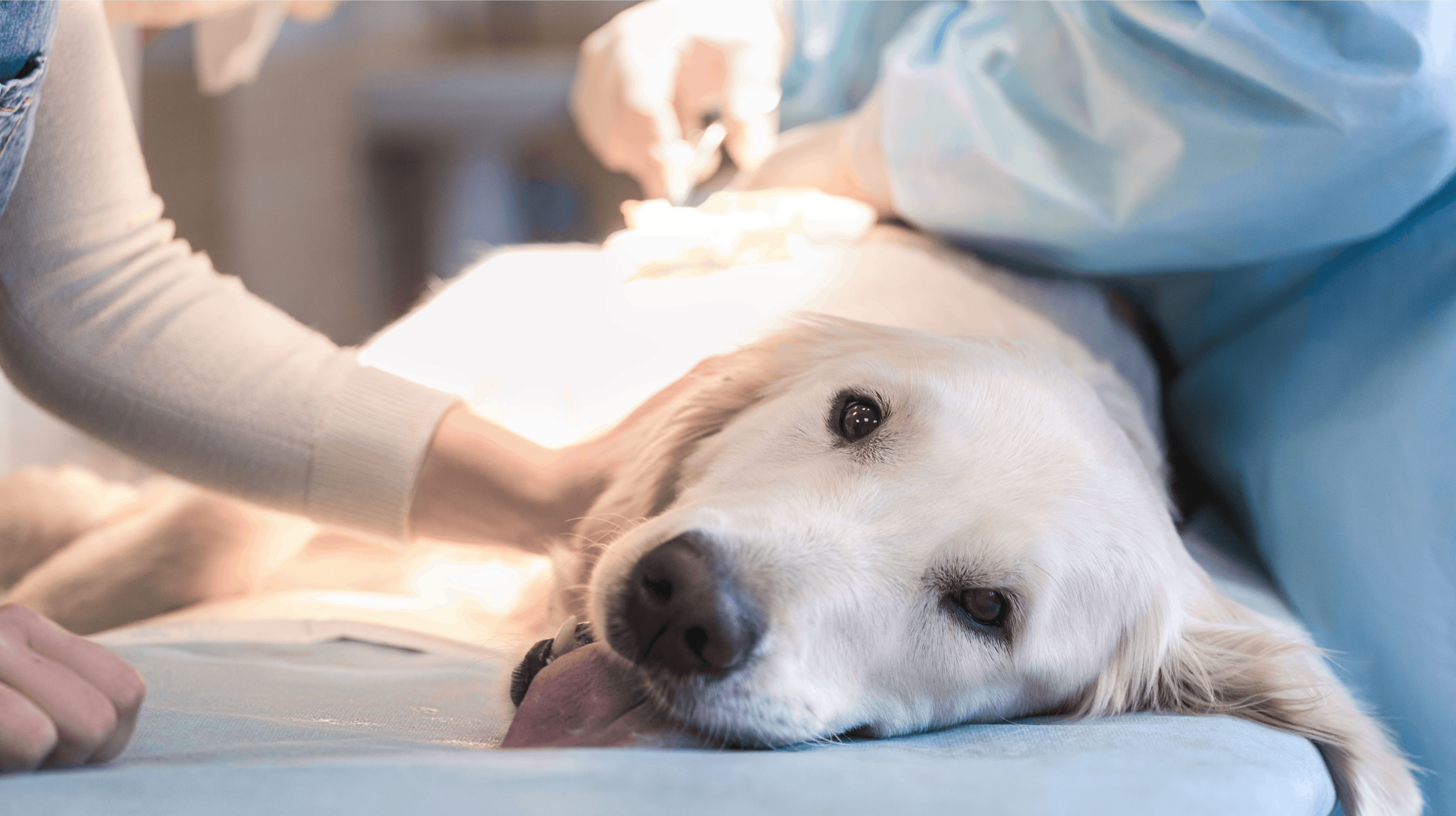 "Larven fra helvede", der i sidste uge for første gang blev fundet i Jylland, kan give hunde vejrtrækningsproblemer, kløe, hævelse samt irritation i mund og hud.