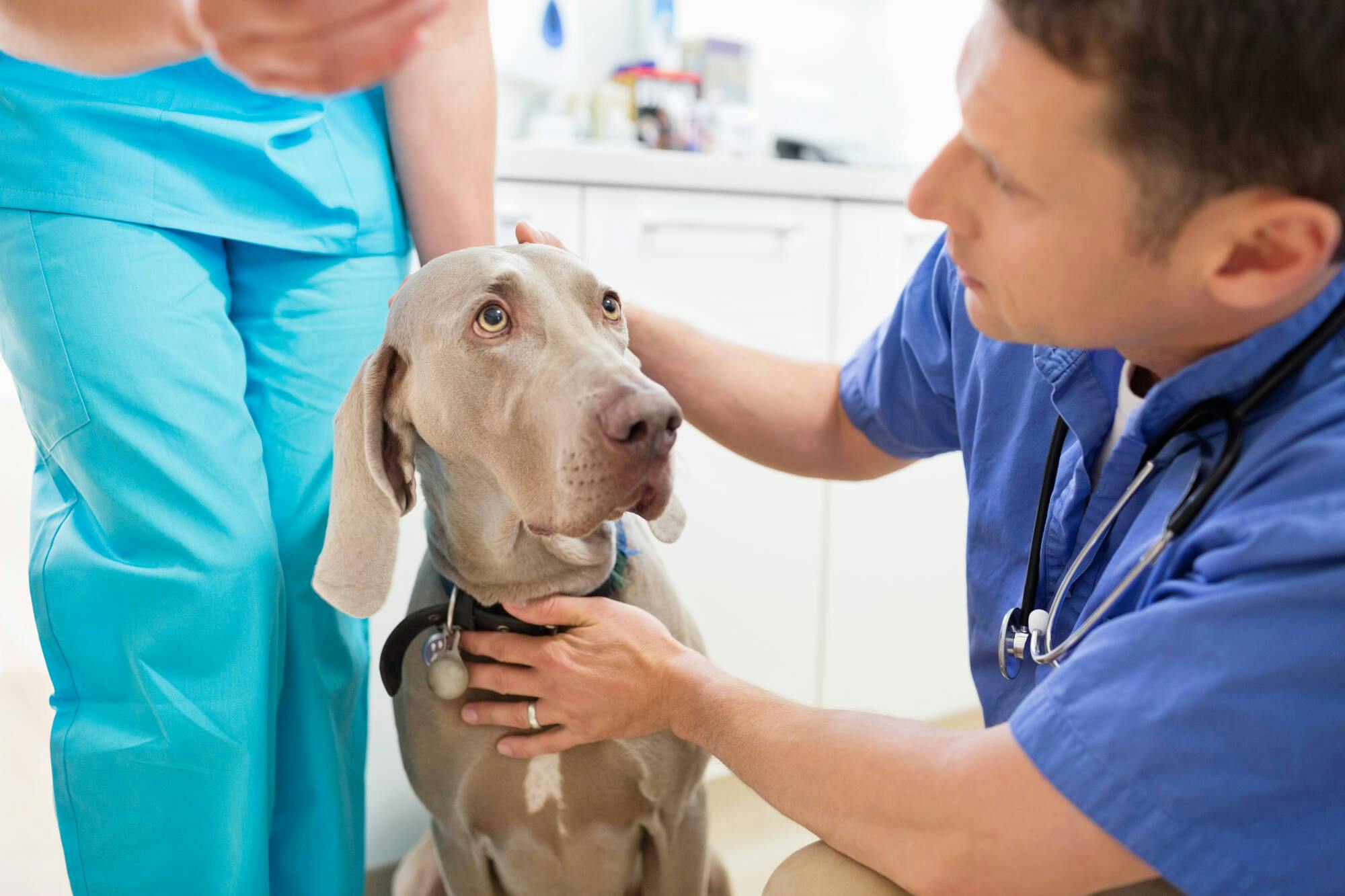 Veterinarians examining dog in vets surgery