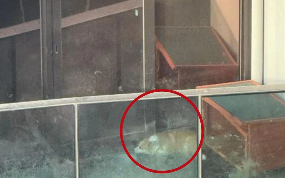 I tre måneder boede og levede en lille hund på en mikroskopisk altan – uden at dens ejer så meget som ville give den et klap eller kram. Nu er der heldigvis godt nyt i sagen&nbsp;