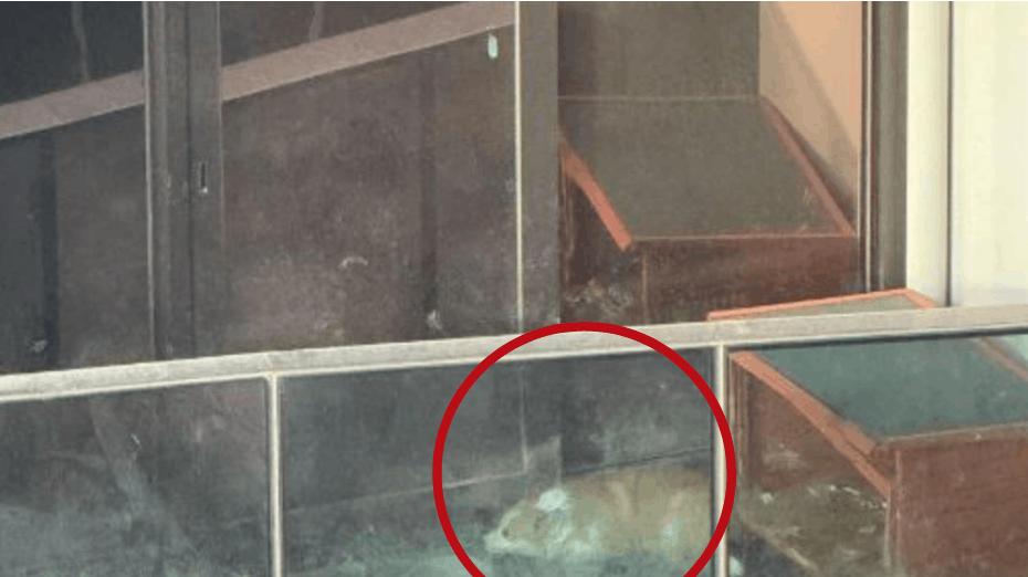 I tre måneder boede og levede en lille hund på en mikroskopisk altan – uden at dens ejer så meget som ville give den et klap eller kram. Nu er der heldigvis godt nyt i sagen 