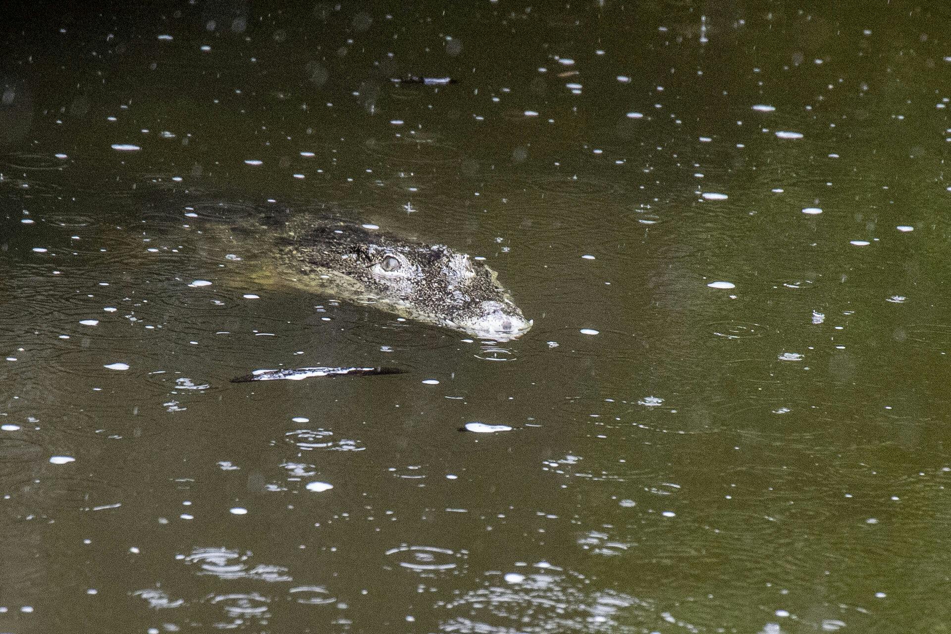 En krokodille i Krokodille Zoo nyder det voldsomme vejr, der får instinkterne i gang og kan føre til parringsritualer blandt de tropiske rovdyr.