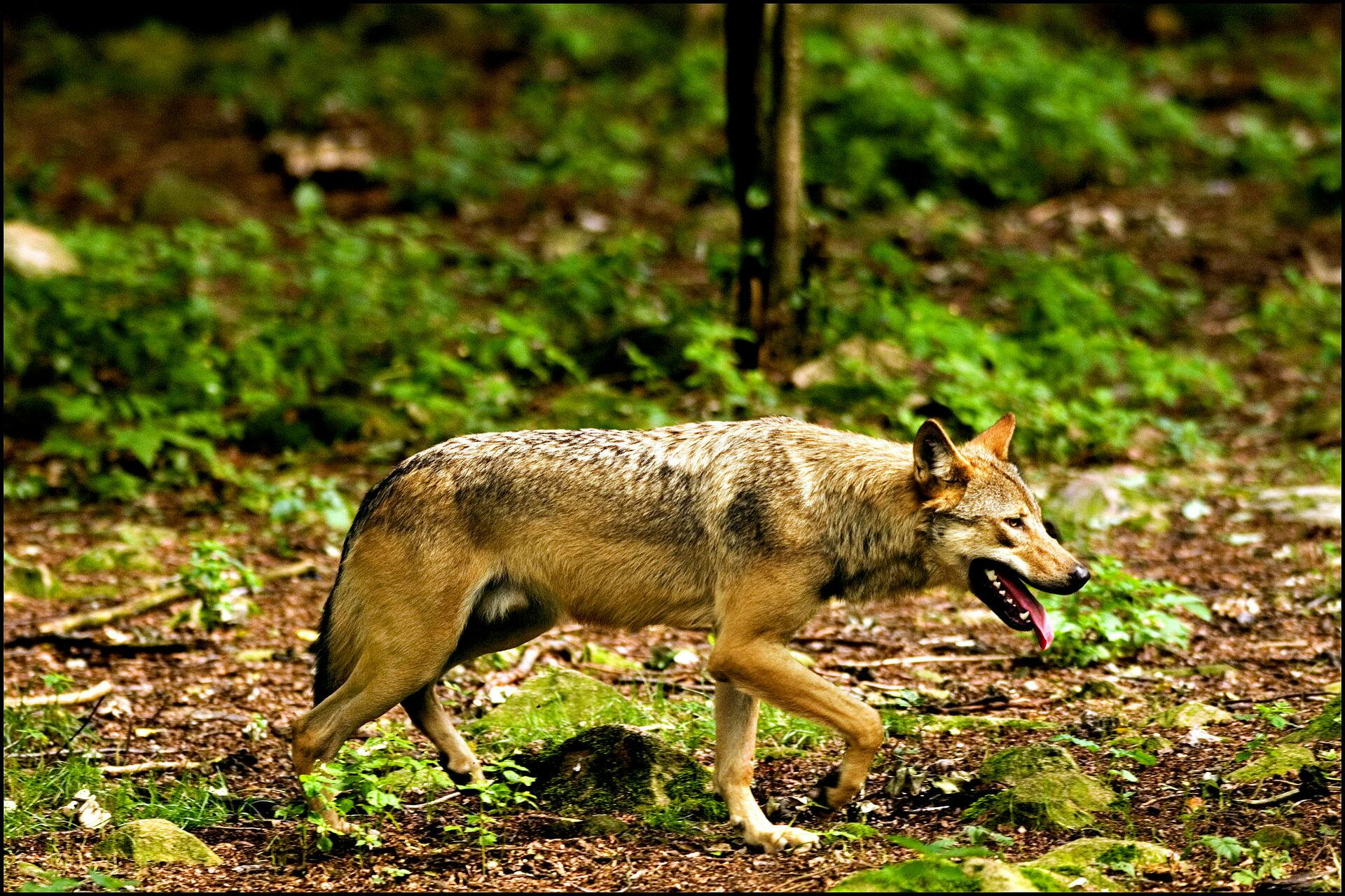 Sager om drab på ulve er allerede endt ved retten. Men både landmænd og jægere bekæmper fortsat rovdyret, som kan gøre meget skade på andre dyr og mennesker.
