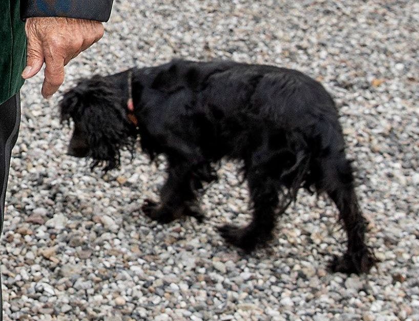 Christian Kjær har sin trofaste hund Kiti ved sin side i plejeboligen.