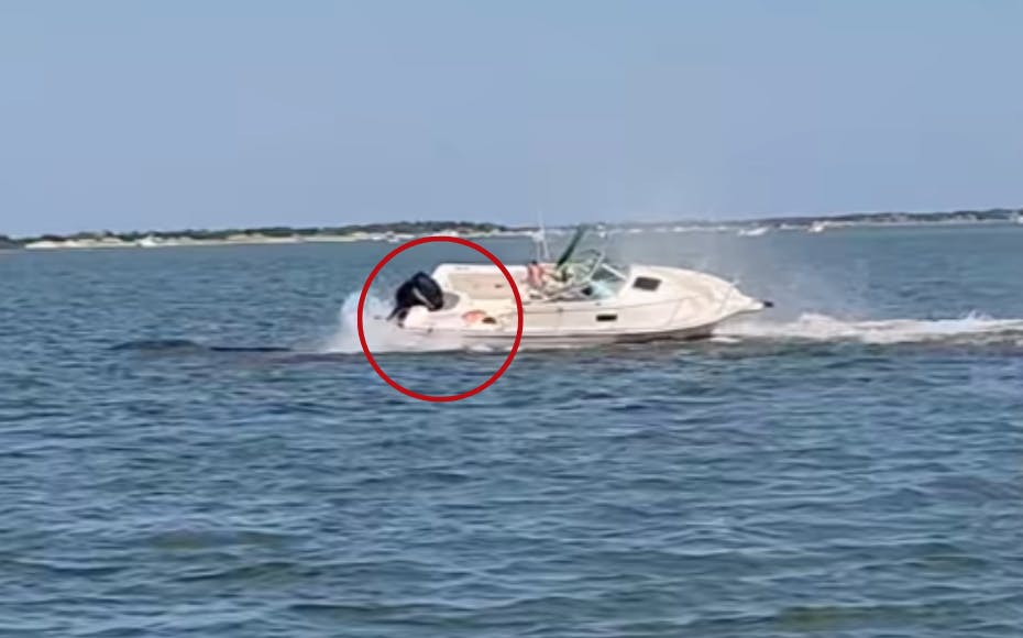 Dramatiske scener udspillede sig søndag i vandet ud for Jersey Shore, hvor en panikslagen hval kolliderede med en båd, så en kvinde blev slynget i vandet.&nbsp;