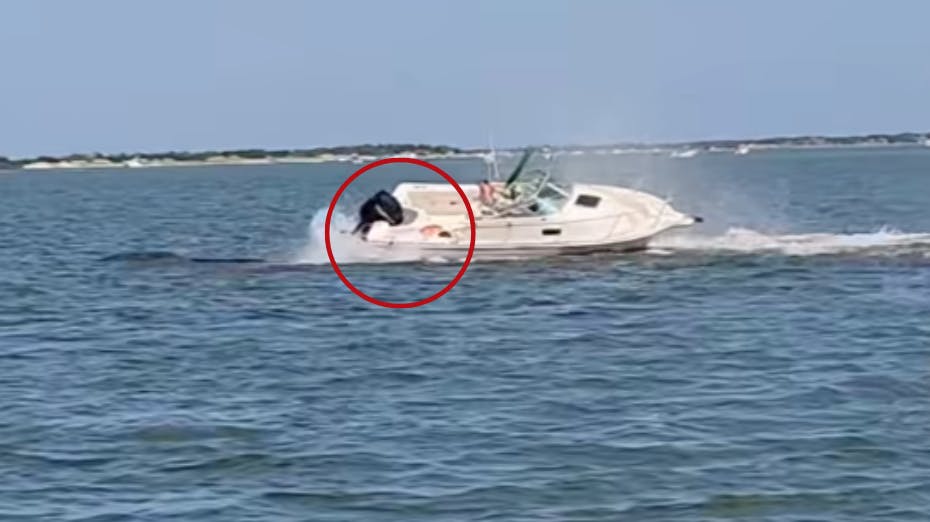 Dramatiske scener udspillede sig søndag i vandet ud for Jersey Shore, hvor en panikslagen hval kolliderede med en båd, så en kvinde blev slynget i vandet. 