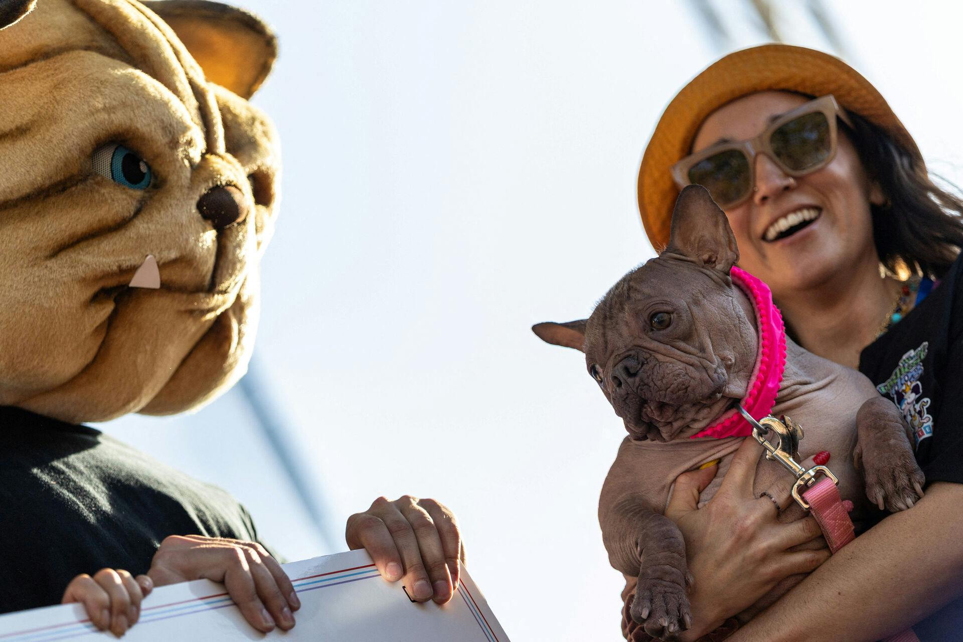 Hunden Petunia er verdens grimmeste ifølge en ny kåring i USA. Se billeder af de andre grimme hunde i galleriet nederst i artiklen.