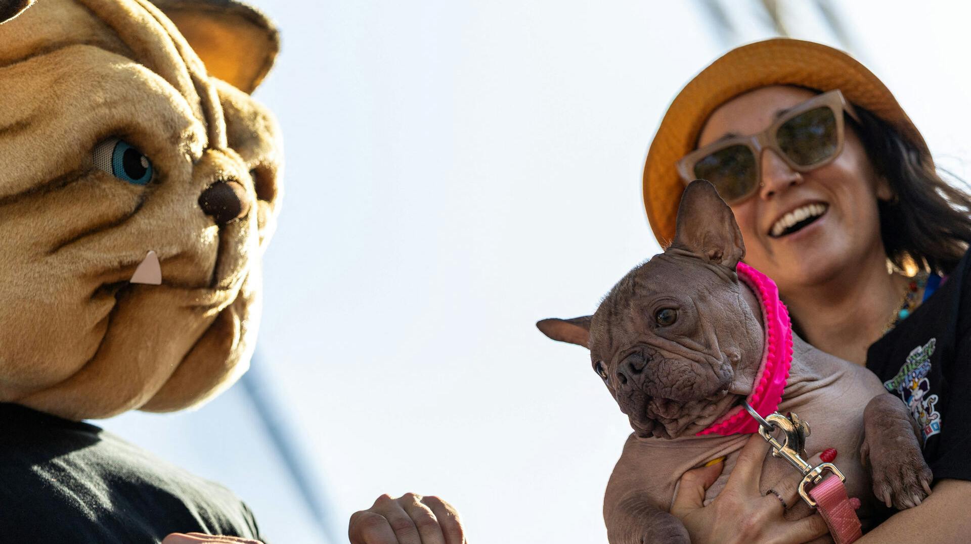 Hunden Petunia er verdens grimmeste ifølge en ny kåring i USA. Se billeder af de andre grimme hunde i galleriet nederst i artiklen.