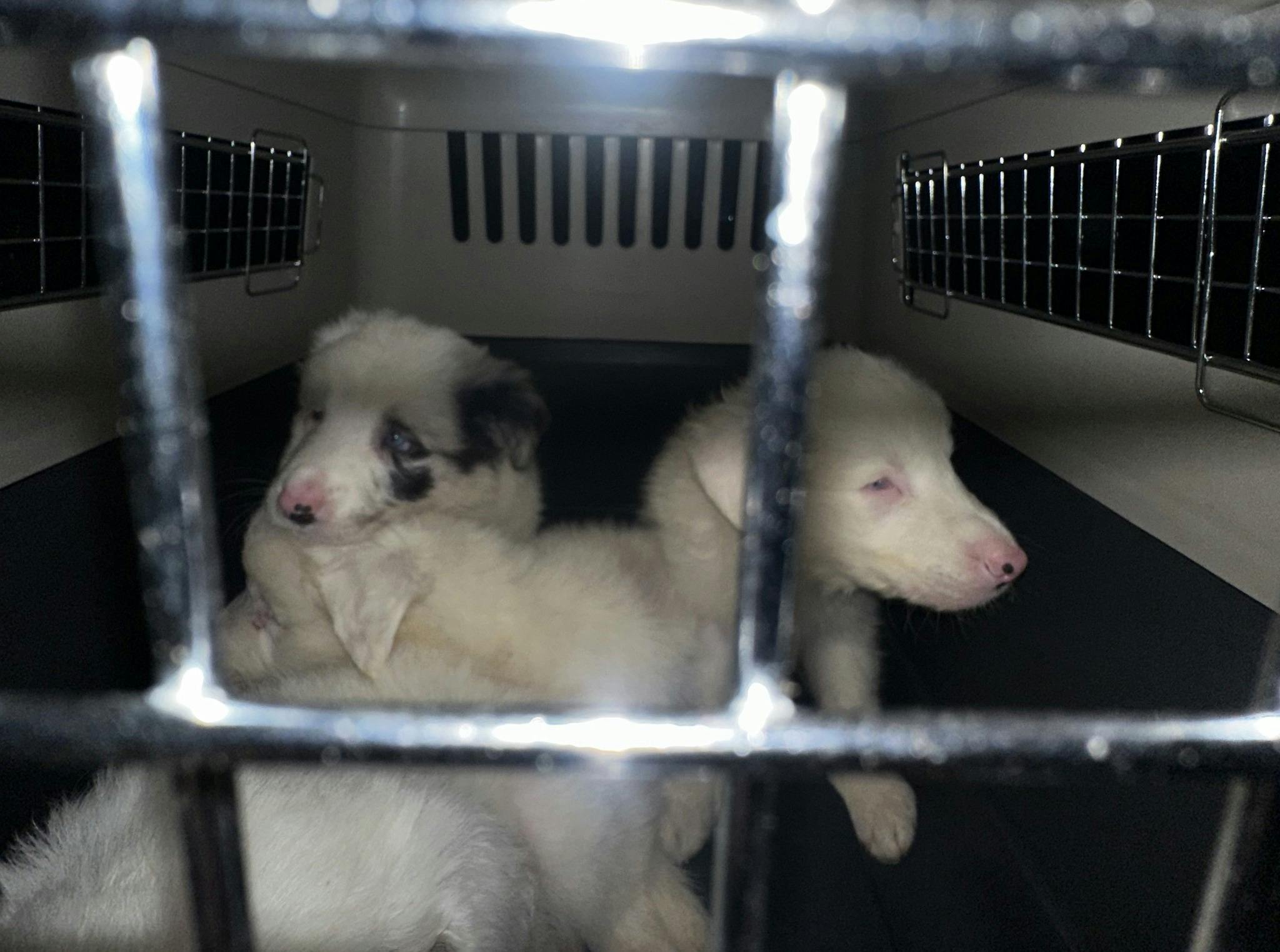 Fire små hundehvalpe – alle med alvorlige handicaps – blev tidligere på sommeren efterladt i en transportkasse i Midtjylland.