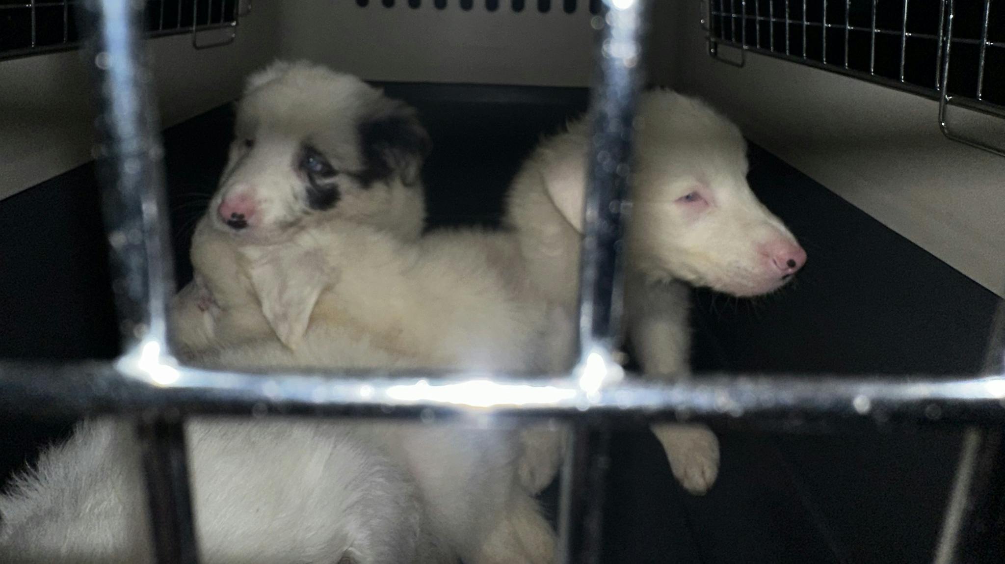 Fire små hundehvalpe – alle med alvorlige handicaps – blev tidligere på sommeren efterladt i en transportkasse i Midtjylland.