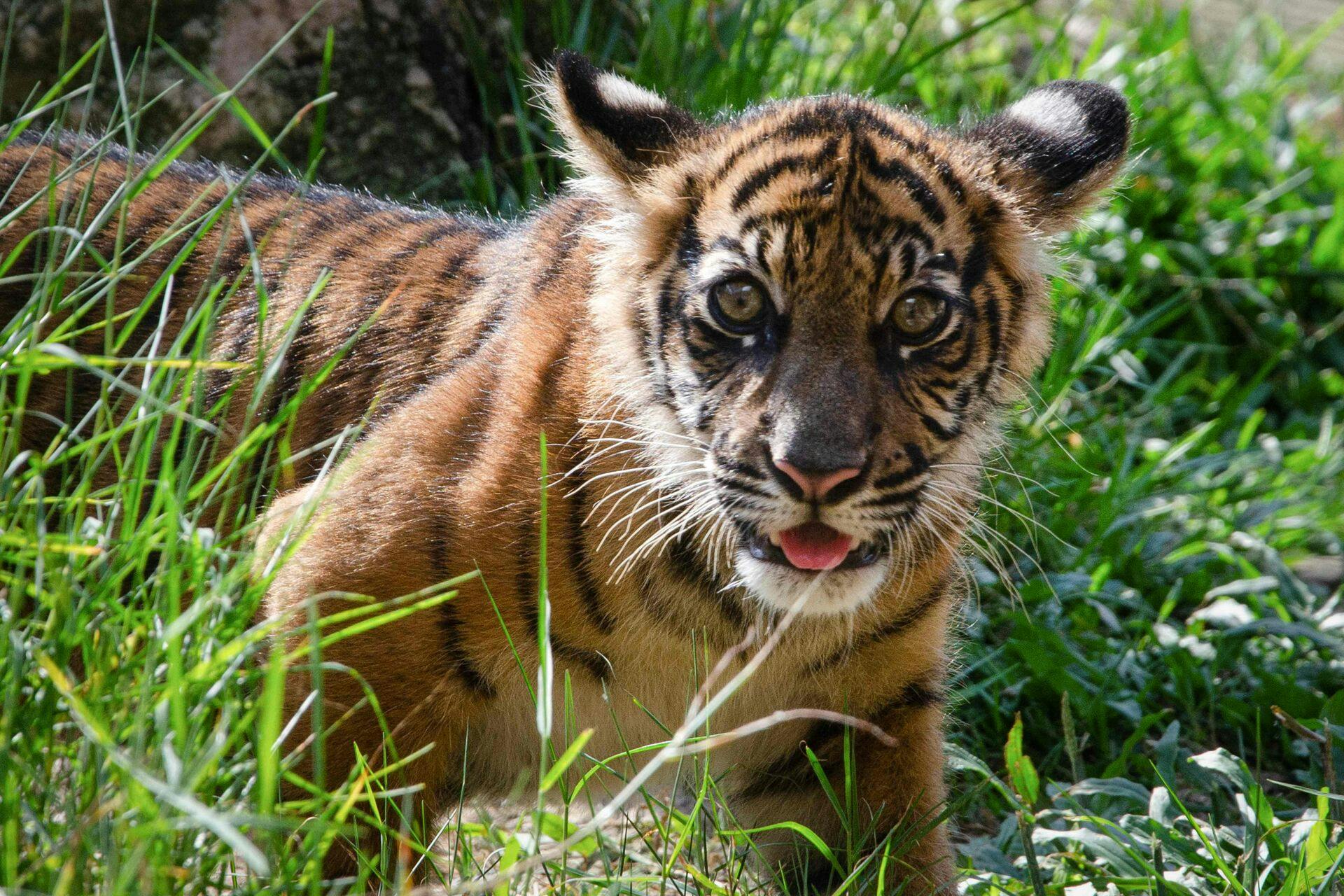 Endnu en tigerunge er død i Københavns Zoo. Det er ikke den pågældende tiger på billedet.