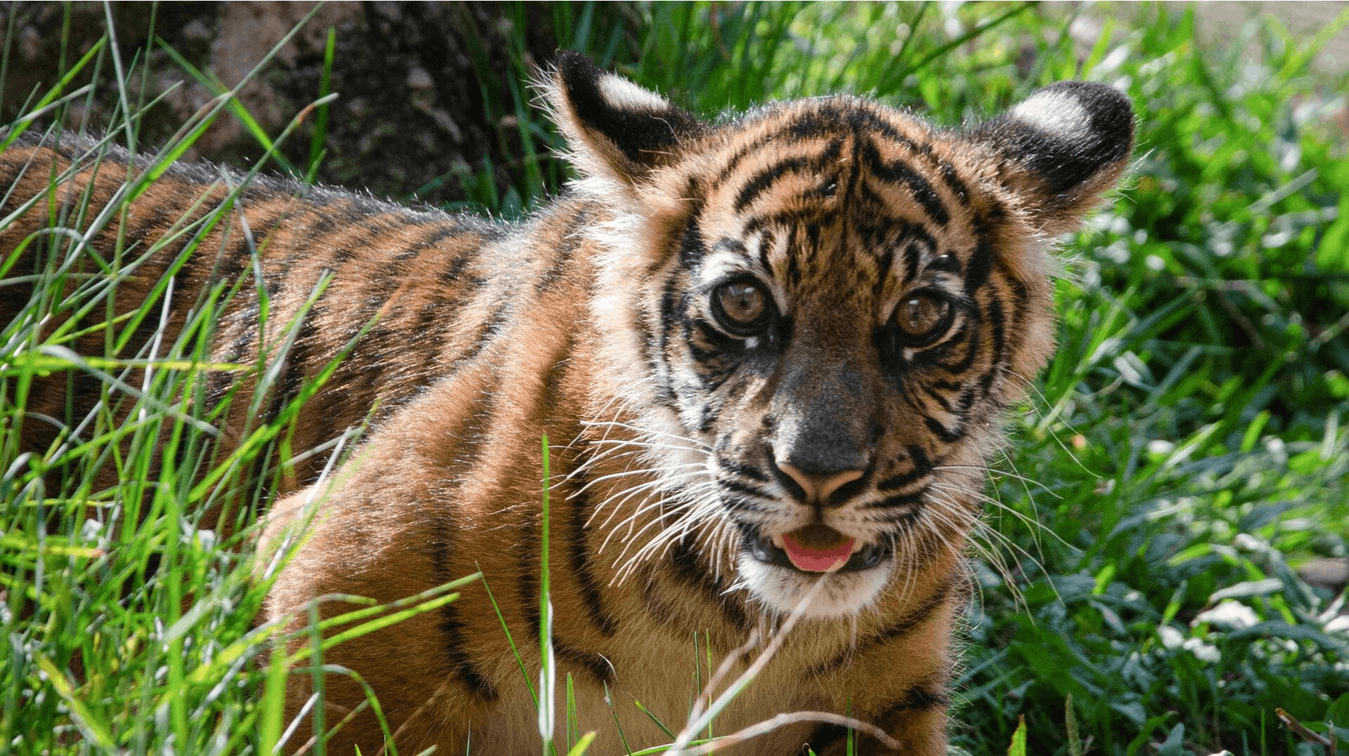 Endnu en tigerunge er død i Københavns Zoo. Det er ikke den pågældende tiger på billedet.