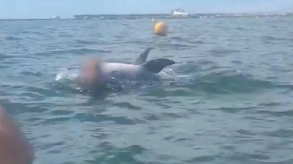 En delfin ved navn Reggie, der var kendt som Englands mest venlige, udviser pludselig en uhyggelig adfærd.