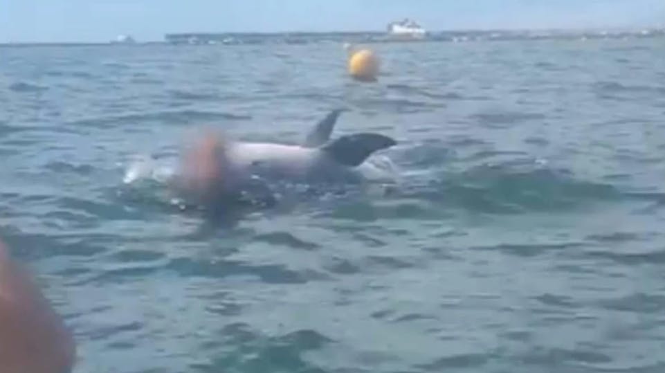 En delfin ved navn Reggie, der var kendt som Englands mest venlige, udviser pludselig en uhyggelig adfærd.