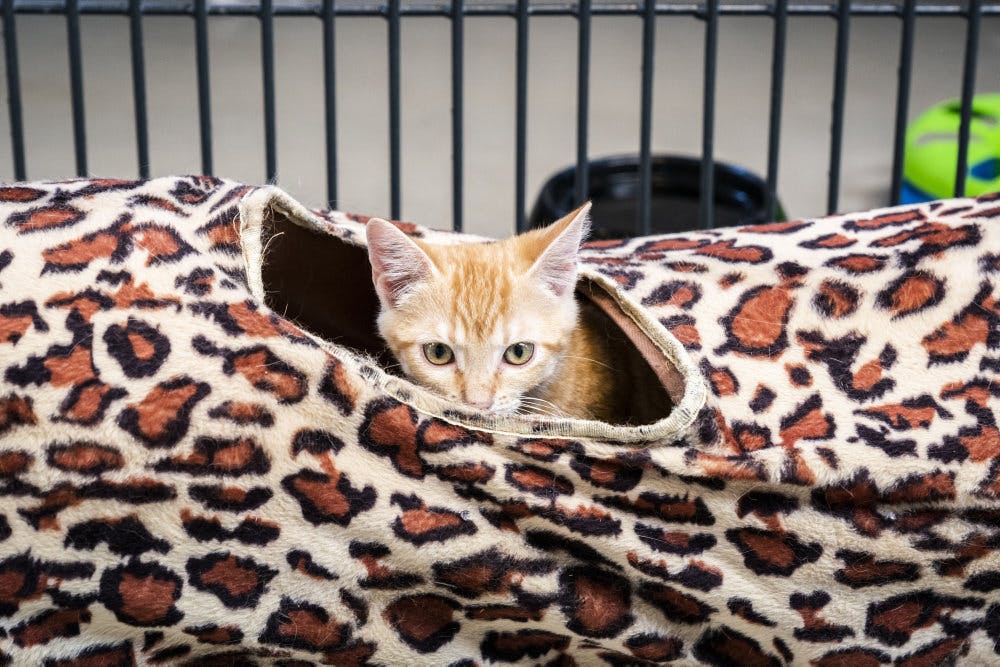 Kattekillinger på internat i Aarhus er dumpet, fundet på landsteder eller er i mange tilfælde overdraget i socialsager, hvor ejeren ikke har kunnet tage vare på sine katte. (Arkivfoto). - Foto: Ida Marie Odgaard/Ritzau Scanpix&nbsp;